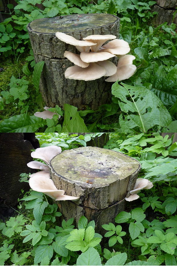 hliva ustricovitá Pleurotus ostreatus (Jacq.) P. Kumm.