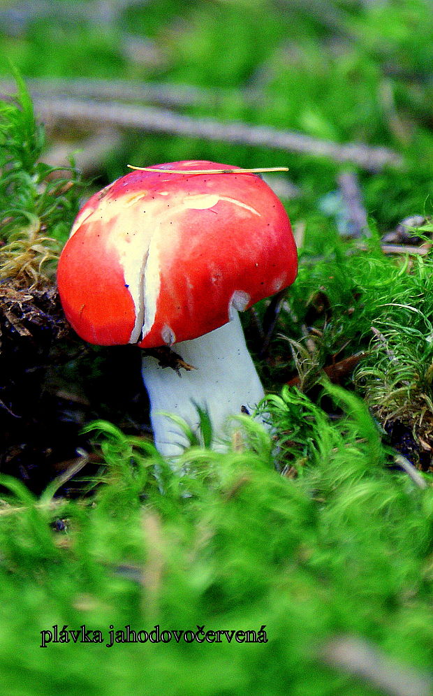 plávka  Russula sp.