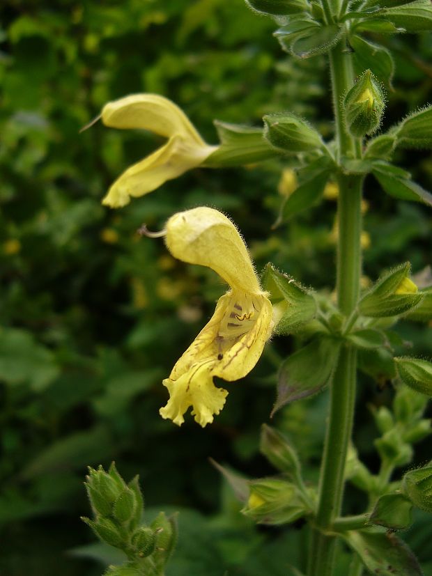 šalvia lepkavá Salvia glutinosa L.