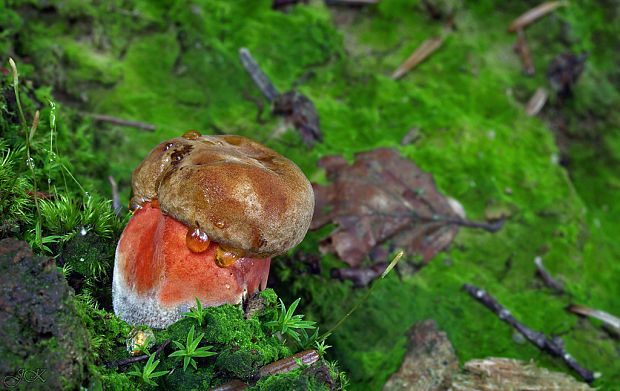 hríb zrnitohlúbikový Sutorius luridiformis (Rostk.) G. Wu & Zhu L. Yang