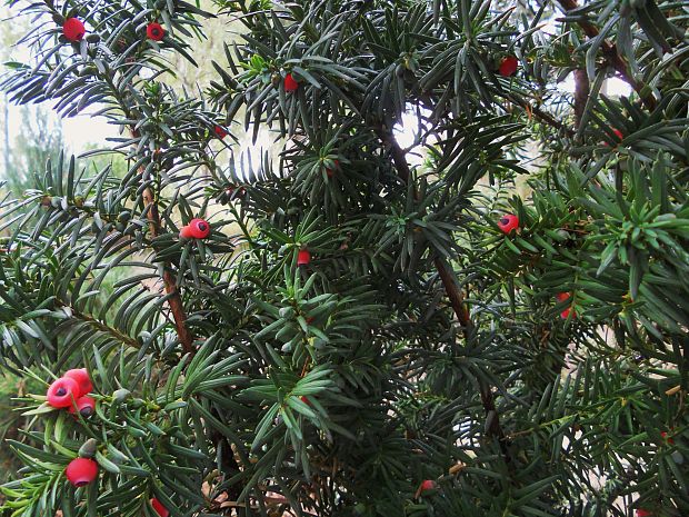 tis obyčajný  Taxus baccata L.