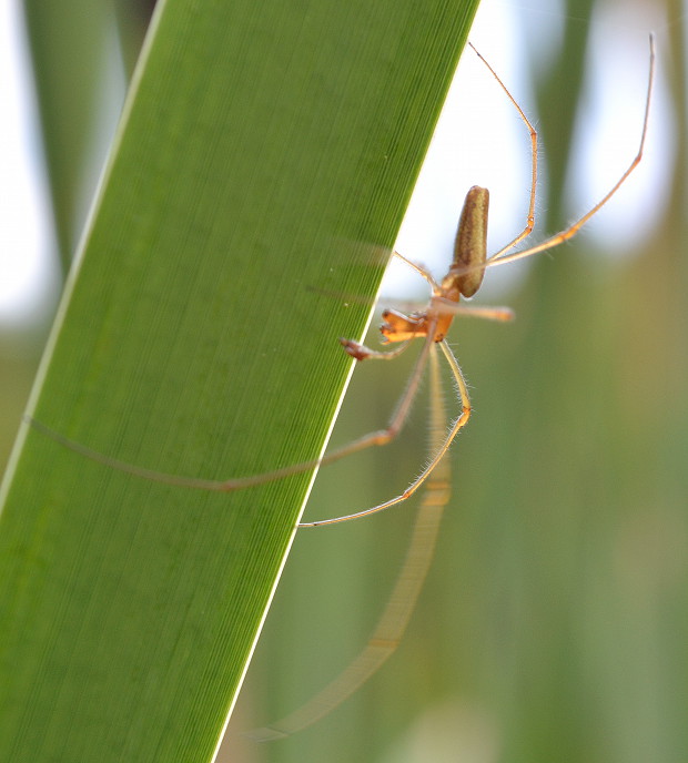 čeľustnatka perleťová Tetragnatha montana Simon, 1874