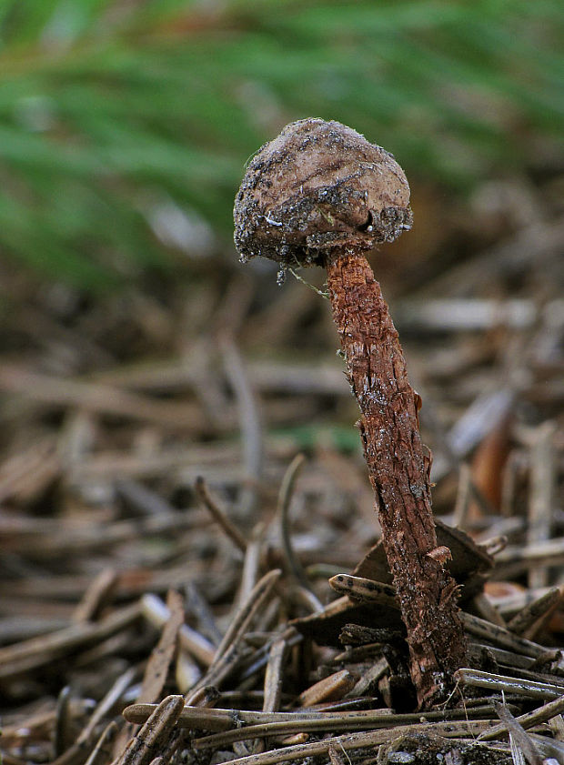 stopkovec hladkovýtrusný Tulostoma fulvellum Bres.