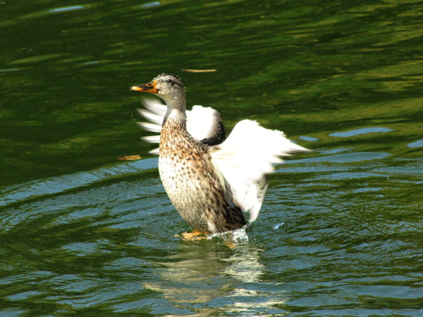 kačka