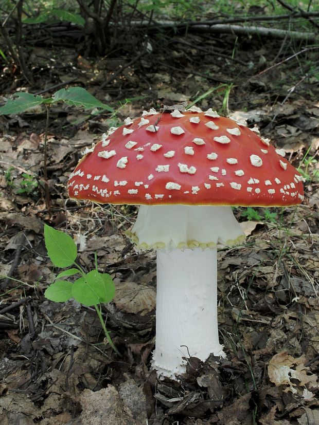 muchotrávka červená Amanita muscaria (L.) Lam.