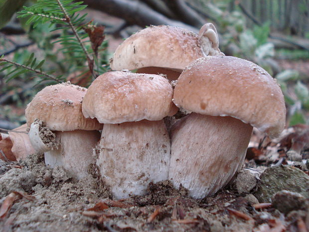 hríb smrekový Boletus edulis Bull.