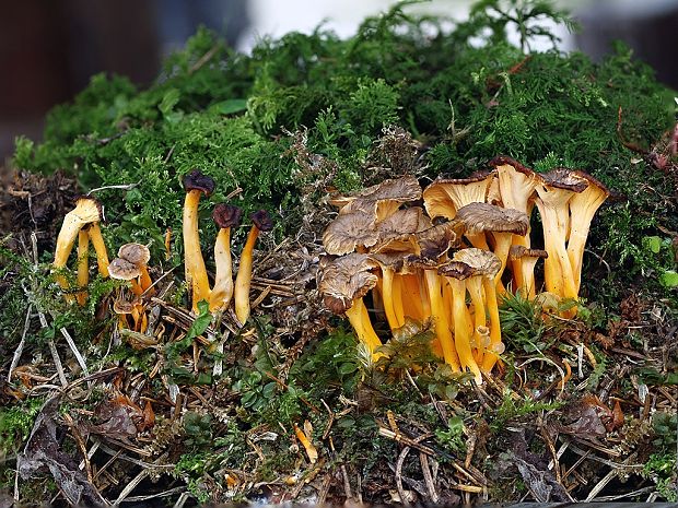 kuriatko žltohnedé Cantharellus lutescens Fr.