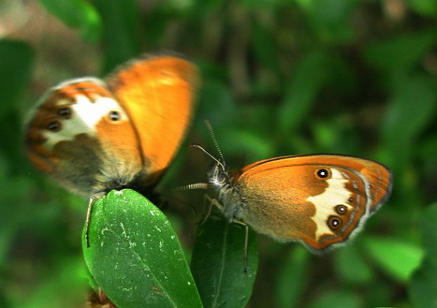 očkán medničkový Coenonympha arcania