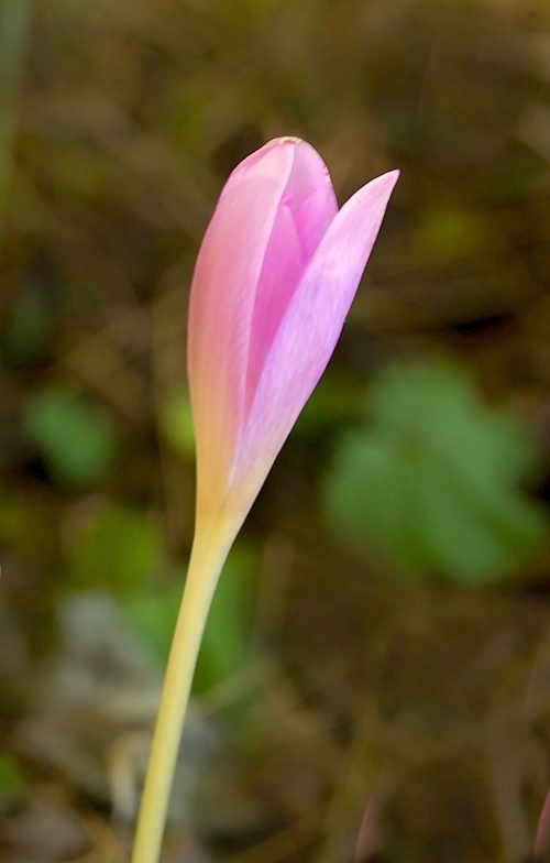 jesienka obyčajná Colchicum autumnale