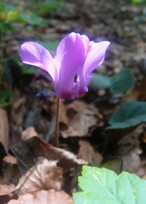 cyklámen fatranský Cyclamen fatrense Halda et Soják