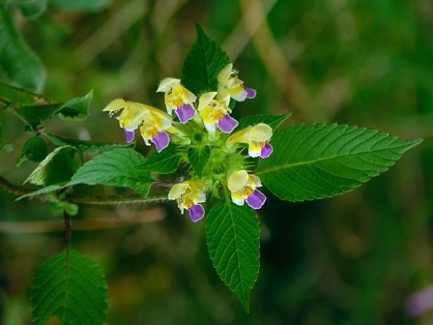 konopnica úhľadná Galeopsis speciosa Mill.