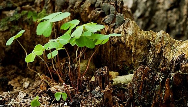 kyslička obyčajná Oxalis acetosella L.