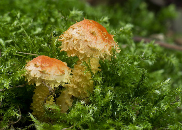 šupinovka ohnivá Pholiota flammans (Batsch) P. Kumm.