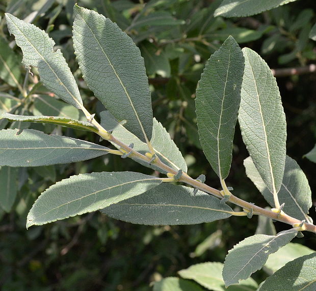 vŕba popolavá Salix cinerea