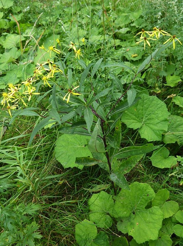 starček vajcovitolistý Senecio ovatus (P. Gaertn., B. Mey. et Scherb.) Willd.