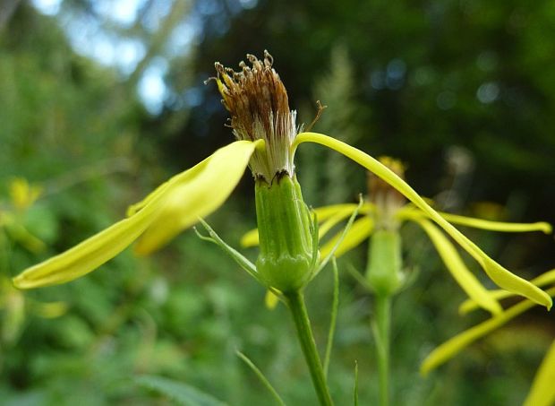 starček vajcovitolistý Senecio ovatus (P. Gaertn., B. Mey. et Scherb.) Willd.