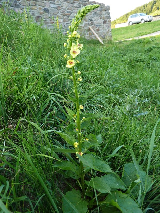 divozel Verbascum sp.