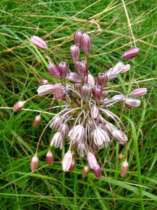 cesnak planý Allium oleraceum L.