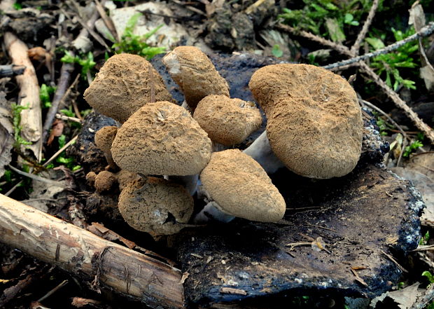 príživnica prášnicovitá Asterophora lycoperdoides (Bull.) Ditmar