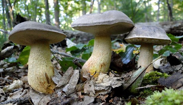 hrib sivy Boletus griseus Frost