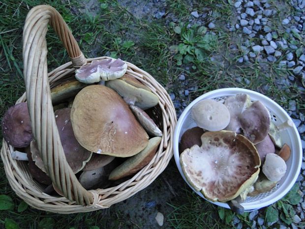 ulovok hríba hnedofialoveho, bledeho (B. pallidus), a siveho (B. griseus)  Boletus separans a ine hriby