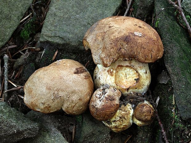 hríb horský Butyriboletus subappendiculatus (Dermek, Lazebn. & J. Veselský) D. Arora & J.L. Frank