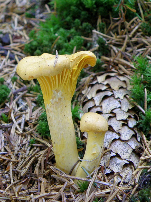 kuriatko Cantharellus sp.