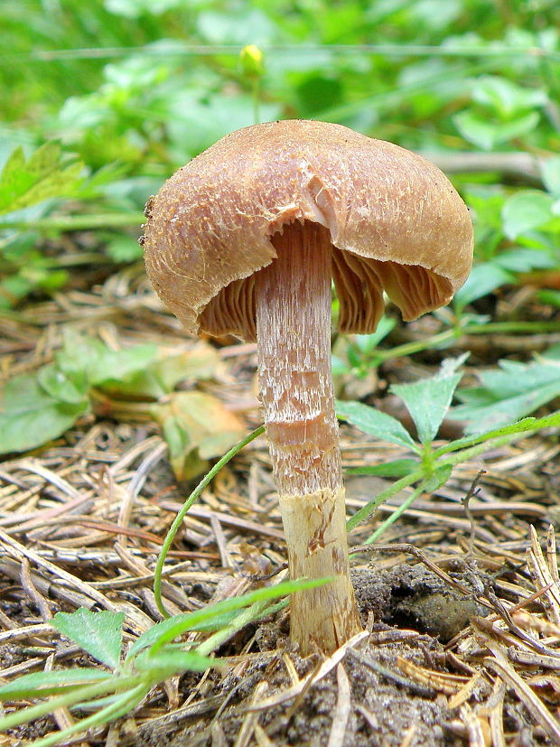 pavučinovec Cortinarius sp.