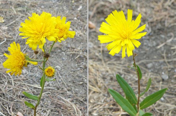 jastrabník  Hieracium sp.