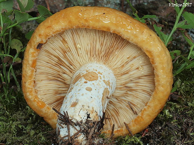 rýdzik rapavý Lactarius scrobiculatus (Scop.) Fr.