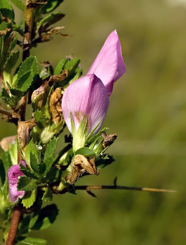 ihlica tŕnitá Ononis spinosa L.