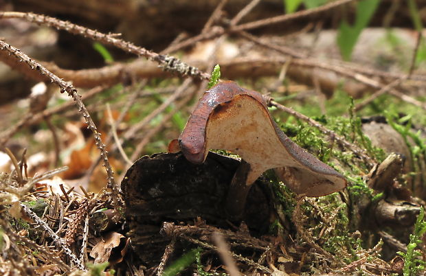 trúdnik čiernohlúbikový Picipes melanopus (Pers.) Zmitr. & Kovalenko