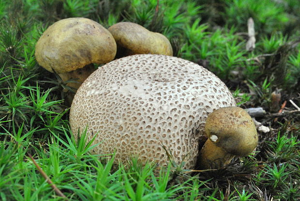 suchohríb cudzopasný Pseudoboletus parasiticus (Bull.) Šutara