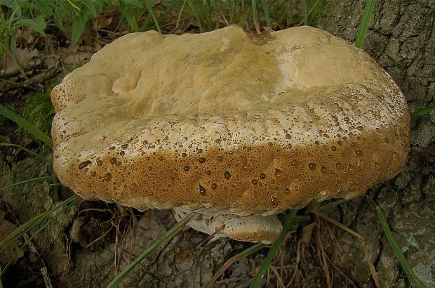 ryšavec slziaci Pseudoinonotus dryadeus (Pers.) T. Wagner & M. Fisch.