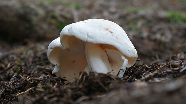 peniazovka škvrnitá Rhodocollybia maculata (Alb. & Schwein.) Singer