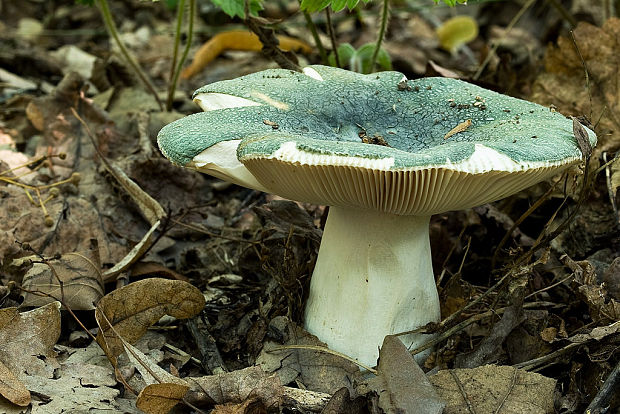 plávka zelenkastá Russula virescens (Schaeff.) Fr.