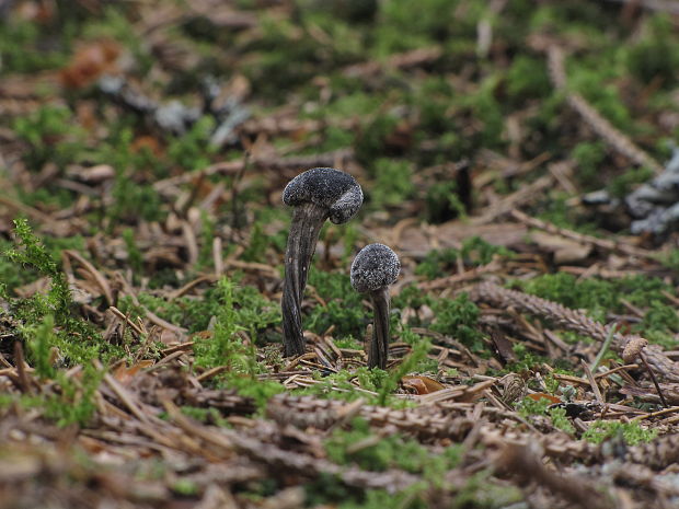 žezlovka Rouxova Tolypocladium rouxii (Cand.) C.A. Quandt, Kepler & Spatafora