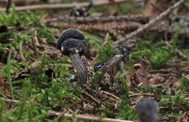 žezlovka Rouxova Tolypocladium rouxii (Cand.) C.A. Quandt, Kepler & Spatafora