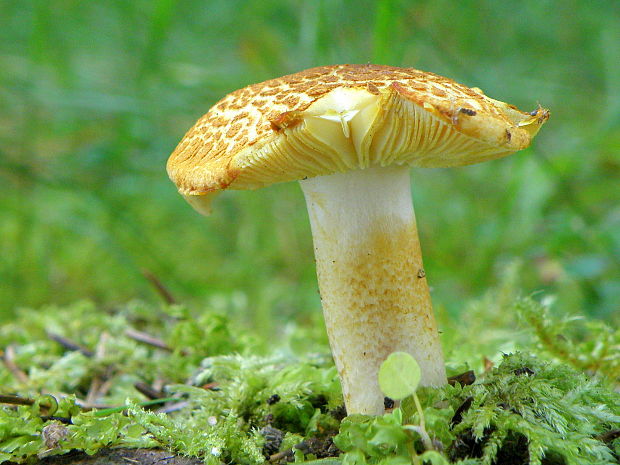 čírovec červenožltý Tricholomopsis rutilans (Schaeff.) Singer