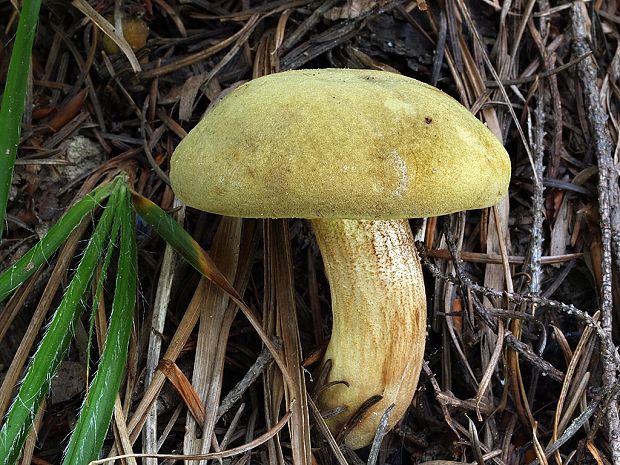 suchohríb červenohnedý Xerocomus ferrugineus (Kuntze) Singer