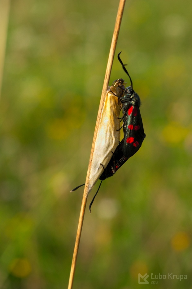 Vretienka obyčajná Zygaena filipendulae