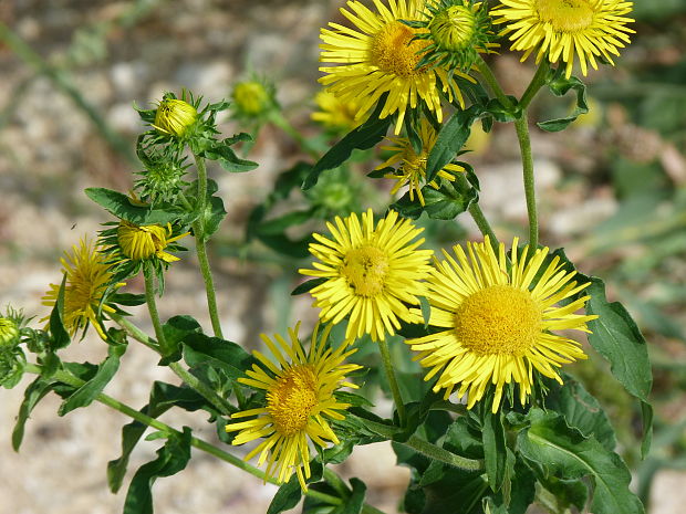 oman britský  Inula britannica. L.