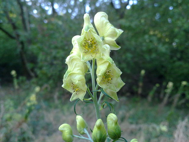 prilbica jedhojová Aconitum anthora L.