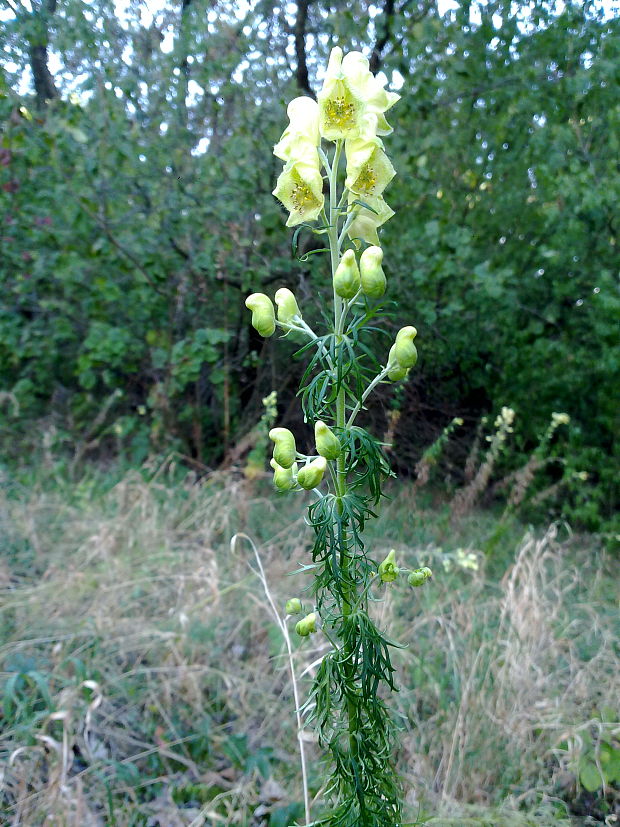 prilbica jedhojová Aconitum anthora L.