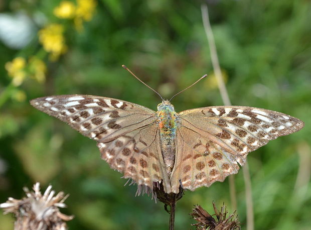 perlovec striebristopásový Argynnis paphia f. valesina, Esper, 1798