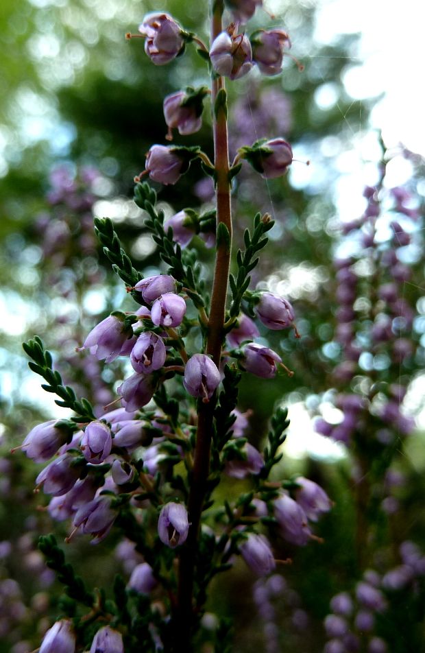 vres obyčajný Calluna vulgaris (L.) Hull