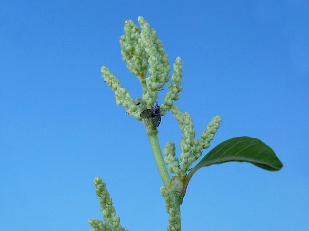 Clogmia albipunctata Williston, 1893