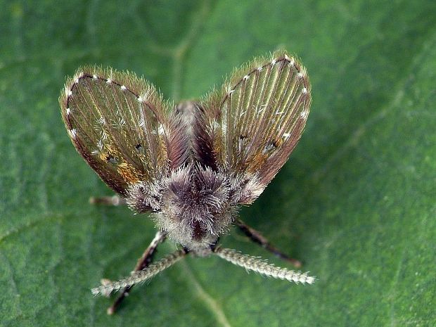 Clogmia albipunctata Williston, 1893