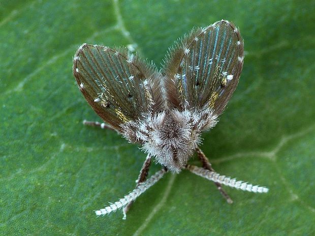 Clogmia albipunctata Williston, 1893