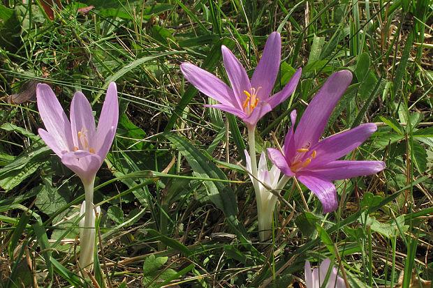 jesienka obyčajná Colchicum autumnale